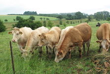 Muž čeká na nástup do vězení kvůli týrání zvířat. Přesto pracuje na farmě u Rakovníka Muž čeká na nástup do vězení kvůli týrání zvířat. Přesto pracuje na farmě u Rakovníka